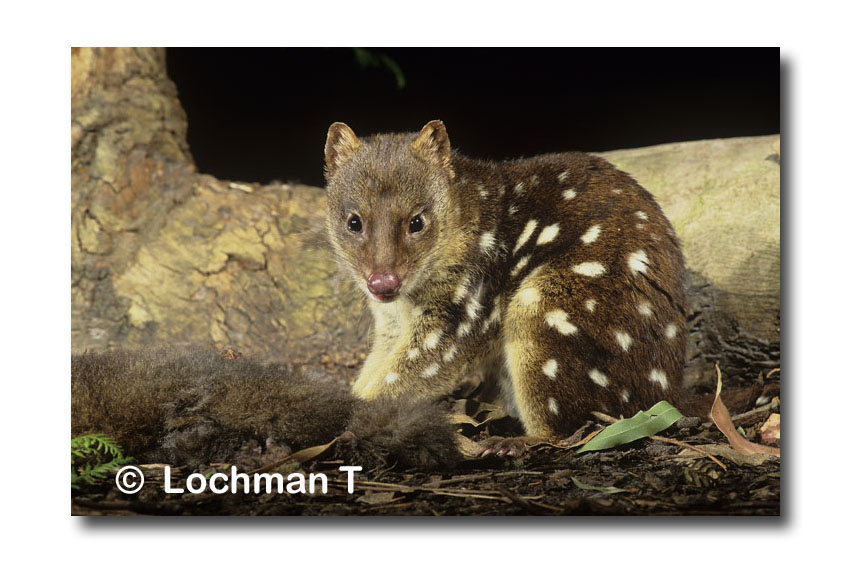 Mammals-Quolls, Phascogales & Tasmanian Devil
